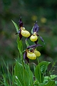 Fruesko.201201jun_5078