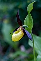 Fruesko.201201jun_5090