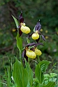 Fruesko.201201jun_5106