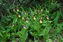 Fruesko.201201jun_5119