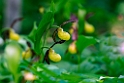 Fruesko.20130605_3249