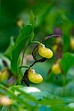 Fruesko.20130605_3257