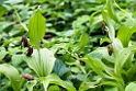 Lady Slipper Orchid.201001jun_6398