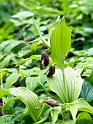 Lady Slipper Orchid.201001jun_6401
