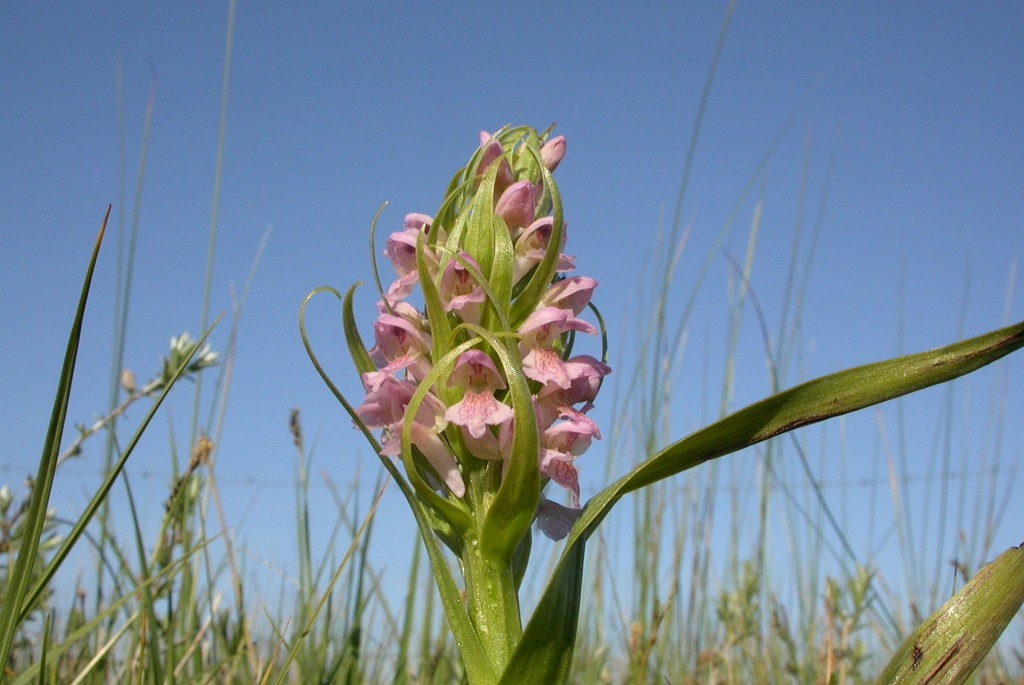 DSCN3270.JPG - Early March Orchid (Dactylorhiza incarnáta incarnáta) Kødfarvet Gøgeurt, Sweden.