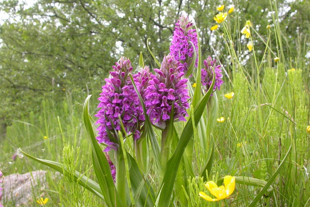 DSCN3384.JPG - Early March Orchid (Dactylorhiza incarnáta incarnáta) Kødfarvet Gøgeurt, Sweden.
