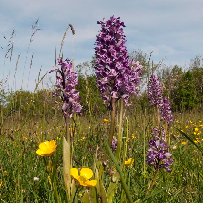 Kødfarvet gøgeurt.20110604_7571.jpg