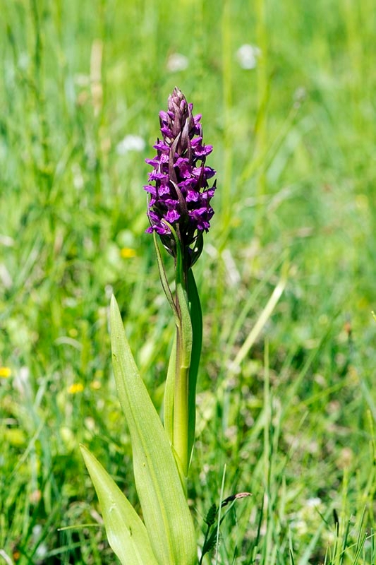 Kødfarvet gøgeurt.20130605_3236.jpg