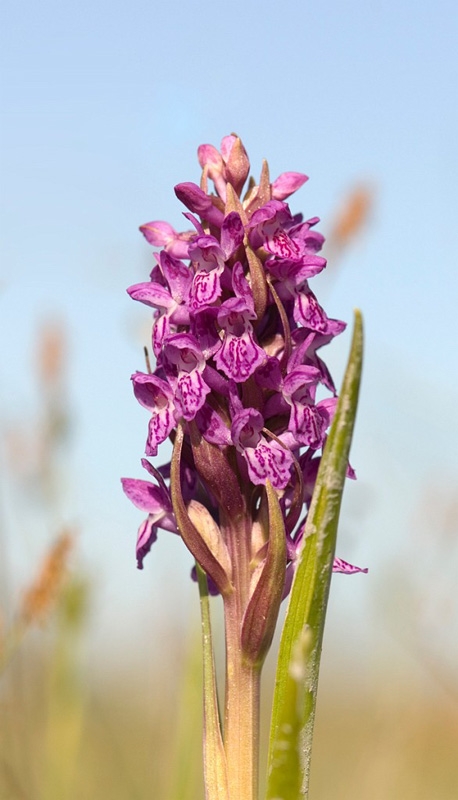Kodfarvet Gogeurt_SWE5275.jpg - Early March Orchid (Dactylorhiza incarnáta incarnáta) Kødfarvet Gøgeurt, Sweden.