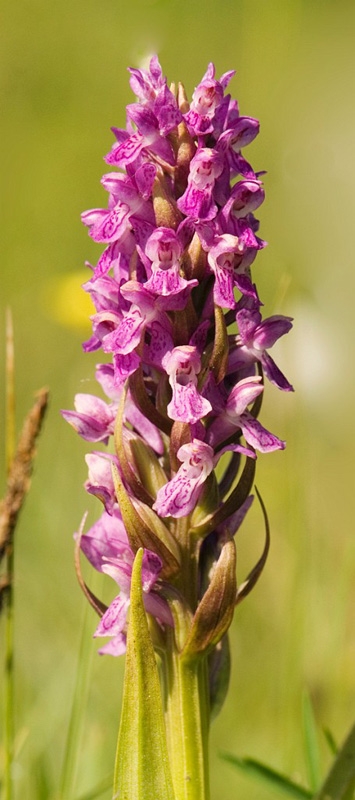 Kodfarvet gogeurt_SWE5339.jpg - Early March Orchid (Dactylorhiza incarnáta incarnáta) Kødfarvet Gøgeurt, Sweden.