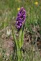 Kødfarvet gøgeurt.20110531_7420