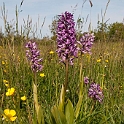 Kødfarvet gøgeurt.20110604_7569