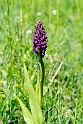 Kødfarvet gøgeurt.20130605_3236