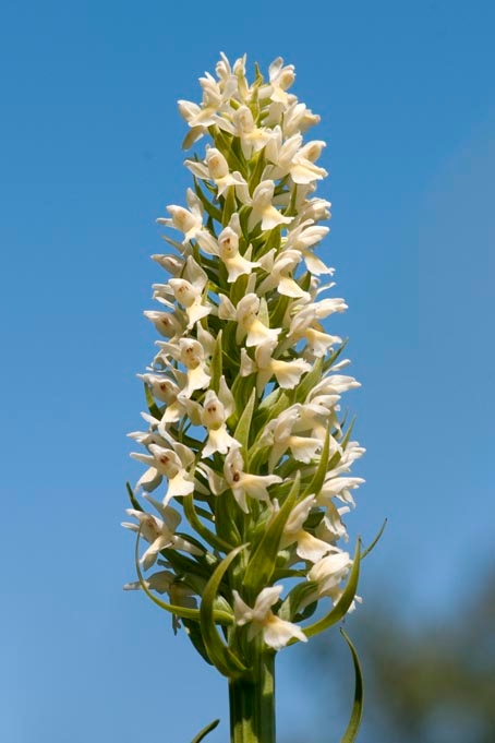 Hvidgul gøgeurt.20110620_7682.jpg