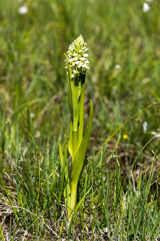 Hvidgul gøgeurt.20130605_3229.jpg