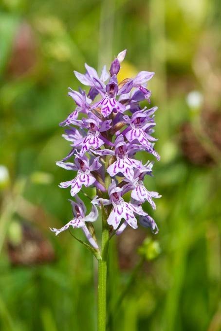 Skov-gøgeurt.20110620_7732.jpg