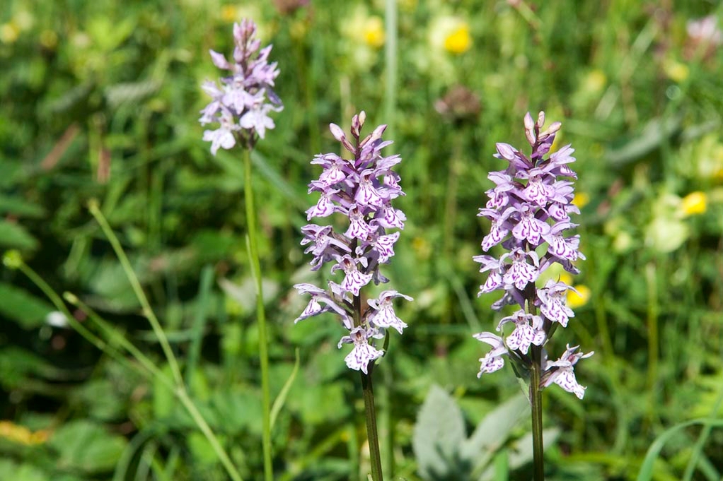 Skov-gøgeurt.20110620_7743.jpg