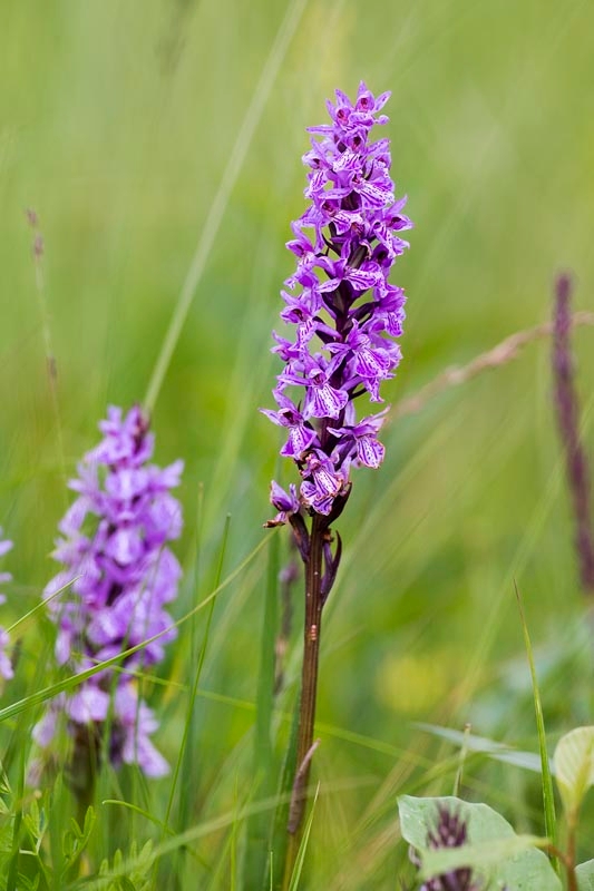 Skov-gøgeurt.20160708_8627.jpg