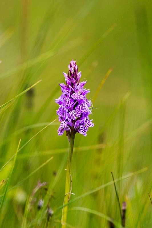 Skov-gøgeurt.20160708_8636.jpg