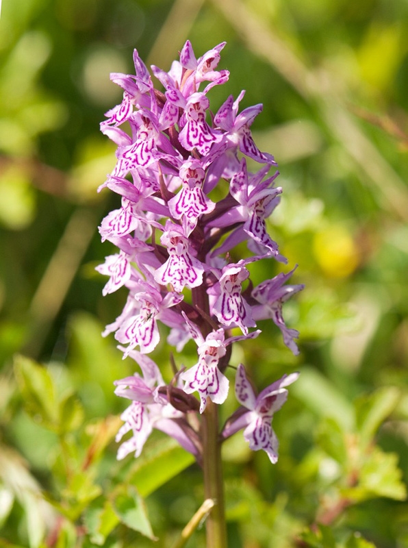 Skov-gogeurt_SWE5341.jpg - Common Spotted Orchid (Dactylorhíza maculáta fúchsii) Skov-gøgeurt, Gotland Sweden.