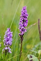 Skov-gøgeurt.20160708_8627