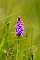 Skov-gøgeurt.20160708_8636