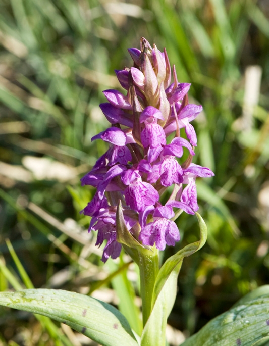 Maj Gogeurt.14maj2008_0458.jpg - Broad-leaved March Orchid (Dactylorhíza majális) Maj Gøgeurt, Scania Sweden 2009