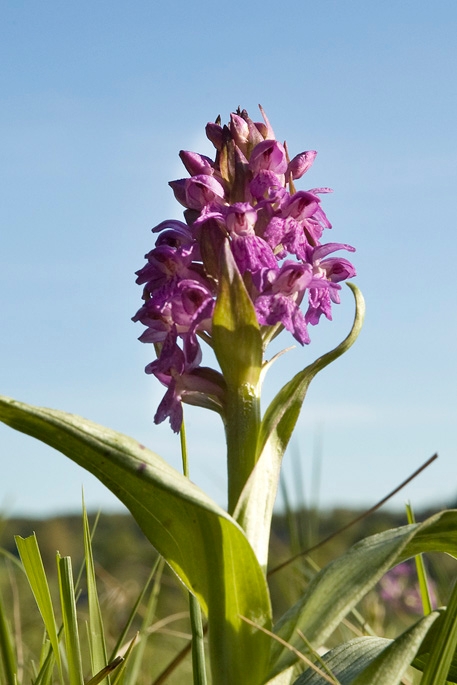 maj gogeurt.14maj2009_0409.jpg - Broad-leaved March Orchid (Dactylorhíza majális) Maj Gøgeurt, Scania Sweden 2009