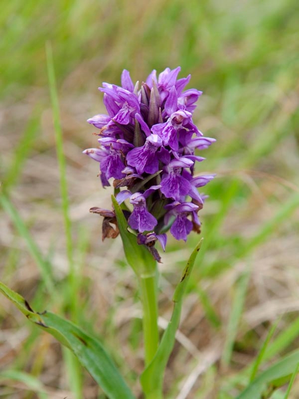 Purpur-gøgeurt.201218jul_5582.jpg