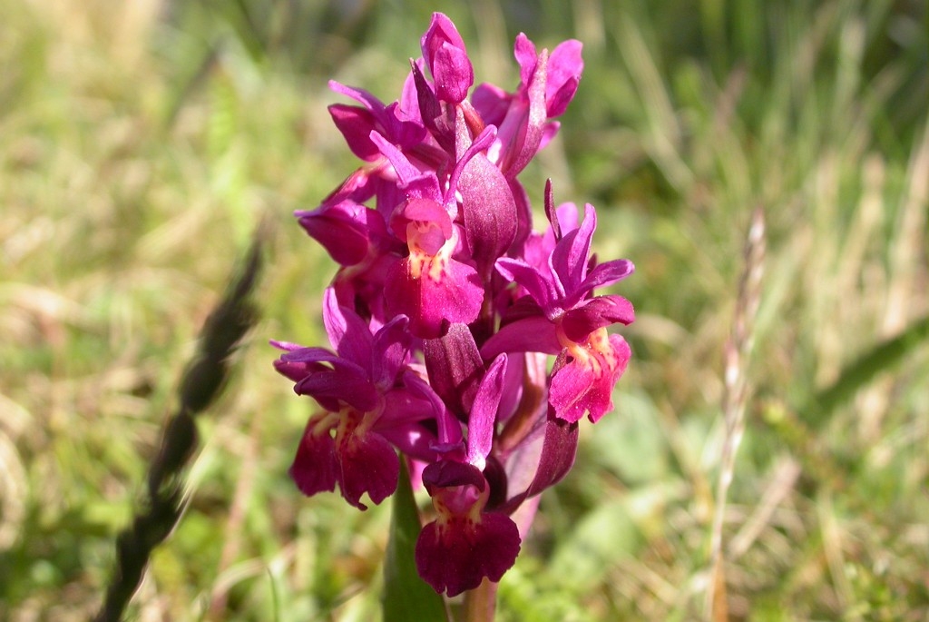 DSCN2701.JPG - Elder-flowered Orchid (Dactylorhiza sambucina), Hylde-gøgeurt, Sweden.