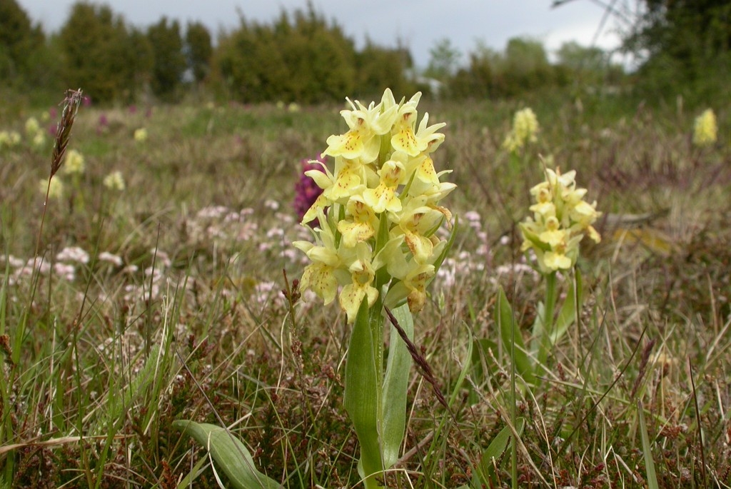 DSCN2811.JPG - Elder-flowered Orchid (Dactylorhiza sambucina), Hylde-gøgeurt, Sweden.