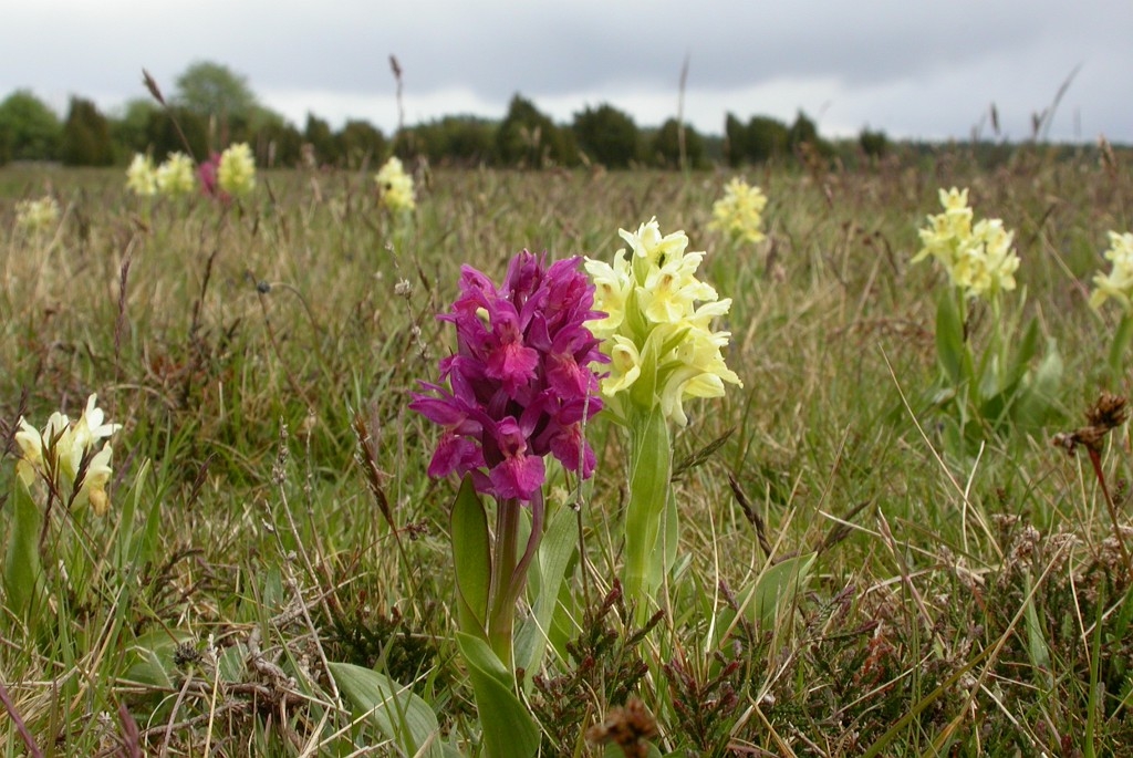 DSCN2812.JPG - Elder-flowered Orchid (Dactylorhiza sambucina), Hylde-gøgeurt, Sweden.