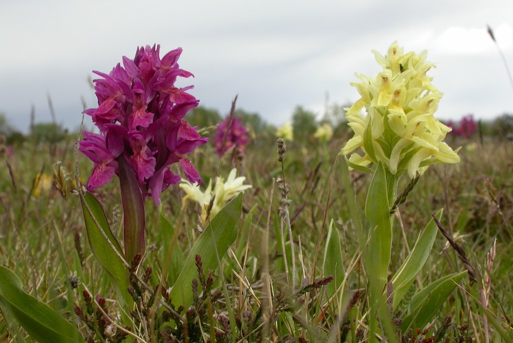 DSCN2815.JPG - Elder-flowered Orchid (Dactylorhiza sambucina), Hylde-gøgeurt, Sweden.