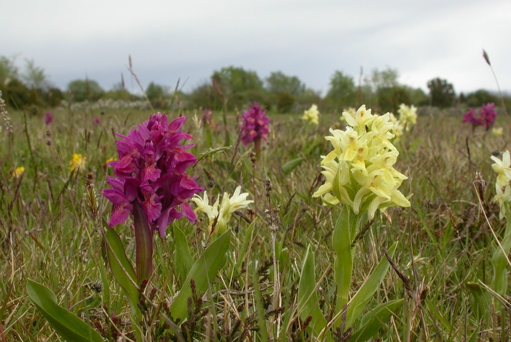 DSCN2817.JPG - Elder-flowered Orchid (Dactylorhiza sambucina), Hylde-gøgeurt, Sweden.