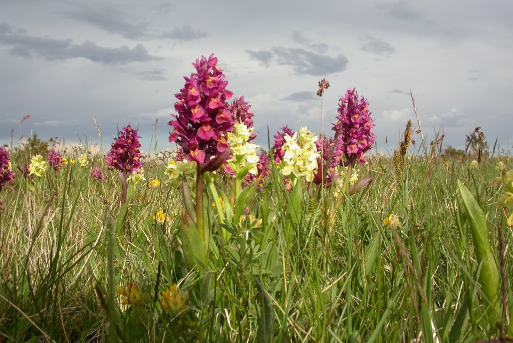 DSCN2826.JPG - Elder-flowered Orchid (Dactylorhiza sambucina), Hylde-gøgeurt, Sweden.