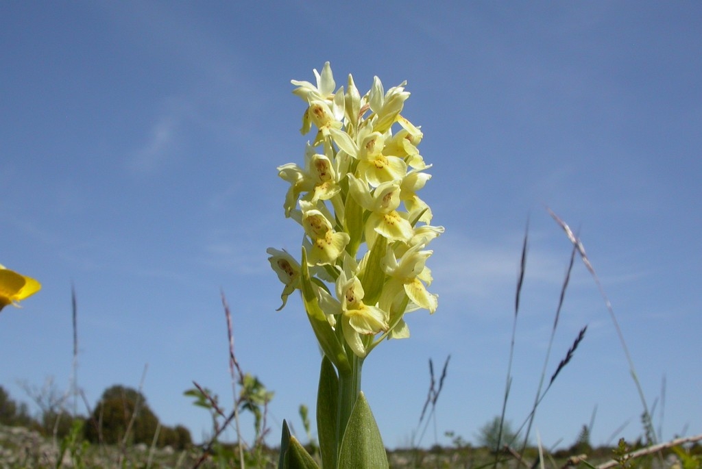 DSCN3139.JPG - Elder-flowered Orchid (Dactylorhiza sambucina), Hylde-gøgeurt, Sweden.