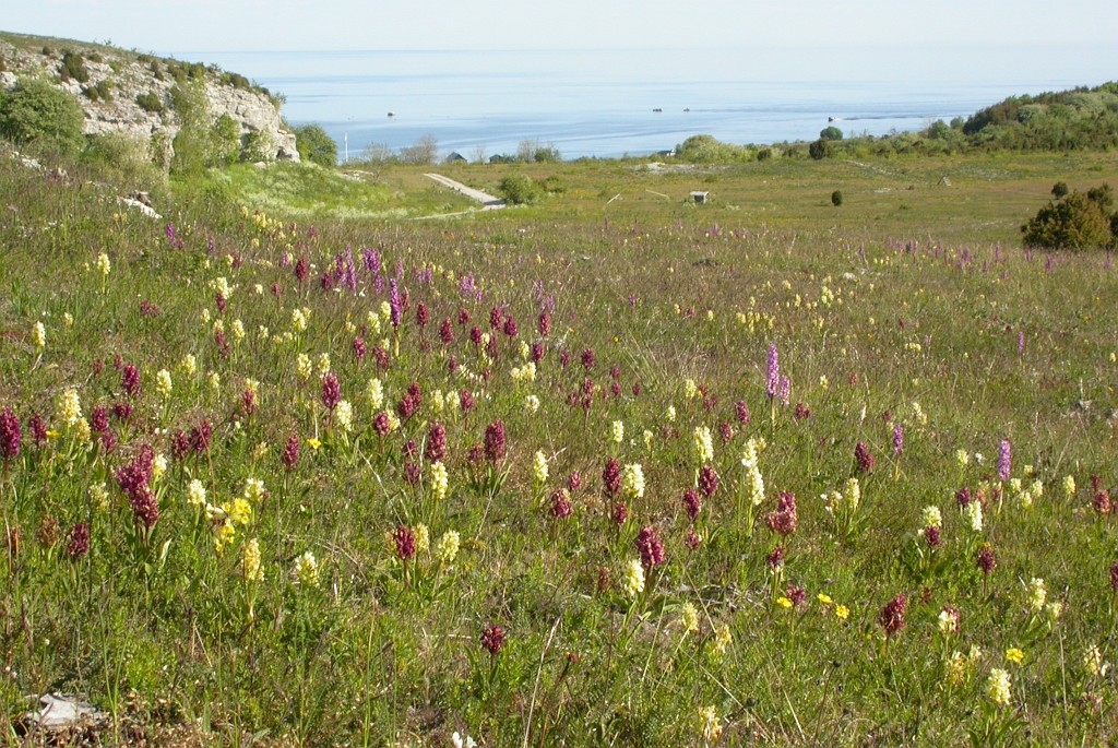 DSCN3243.JPG - Elder-flowered Orchid (Dactylorhiza sambucina), Hylde-gøgeurt, St. Karlsö, Sweden.
