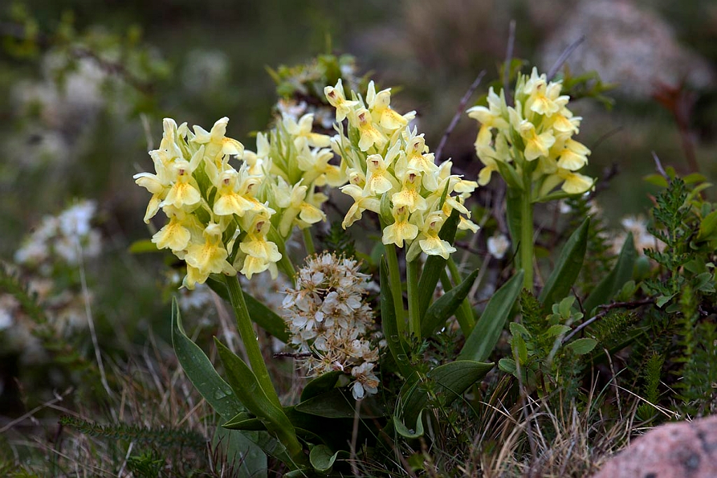Hyldegøgeurt.20130519_2749.jpg