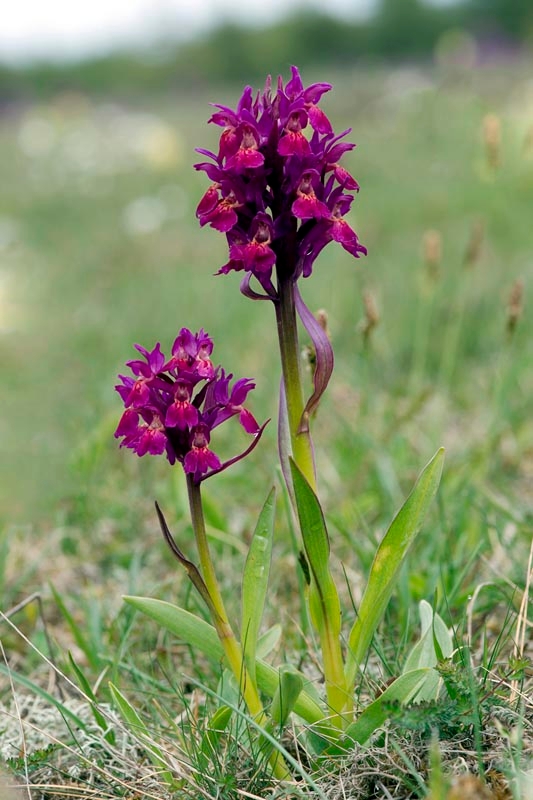 Hyldegøgeurt.20130519_2760.jpg