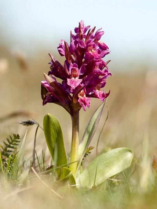 Hyldegogeurt.12maj2008_1944.jpg - Elder-flowered Orchid (Dactylorhiza sambucina), Hylde-gøgeurt, Sweden.