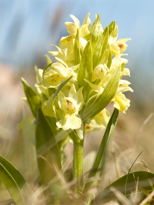 Hyldegogeurt.12maj2009_1938.jpg - Elder-flowered Orchid (Dactylorhiza sambucina), Hylde-gøgeurt, Sweden.