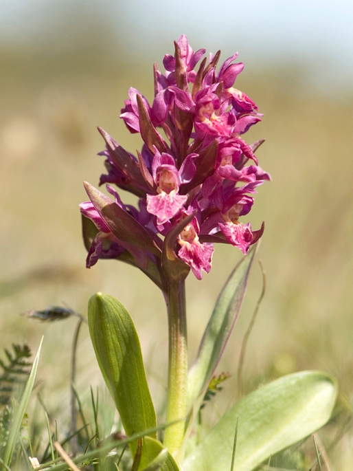 Hyldegogeurt.12maj2009_1941.jpg - Elder-flowered Orchid (Dactylorhiza sambucina), Hylde-gøgeurt, Sweden.