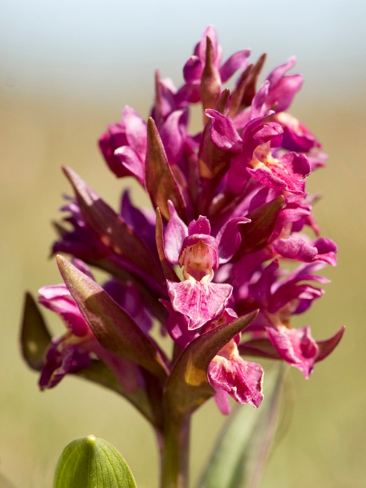 Hyldegogeurt.12maj2009_1955.jpg - Elder-flowered Orchid (Dactylorhiza sambucina), Hylde-gøgeurt, Sweden.