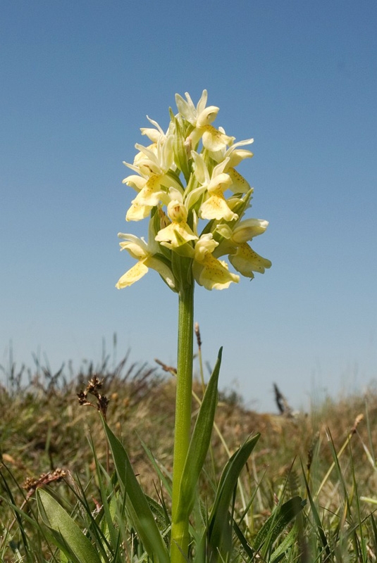 Hyldegogeurt_SWE5043.jpg - Elder-flowered Orchid (Dactylorhiza sambucina), Hylde-gøgeurt, Sweden.