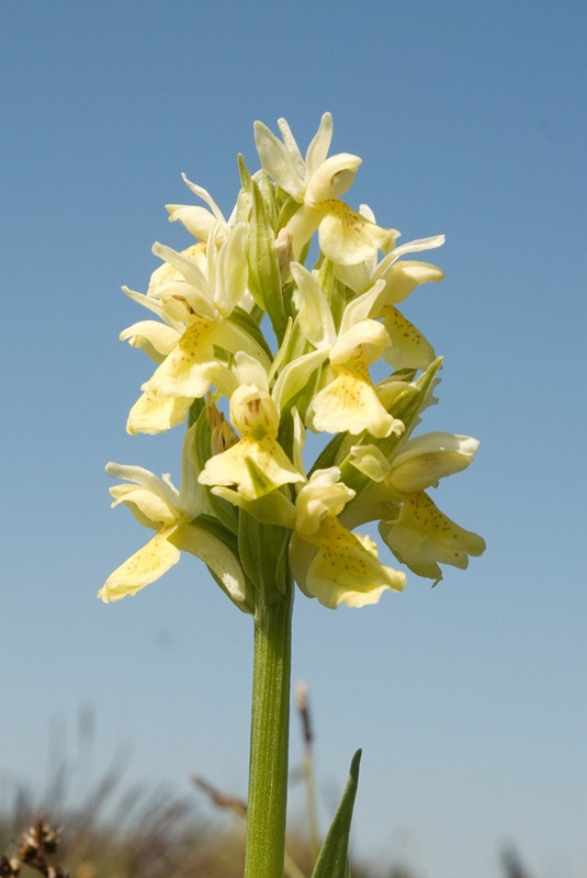 Hyldegogeurt_SWE5044.jpg - Elder-flowered Orchid (Dactylorhiza sambucina), Hylde-gøgeurt, Sweden.