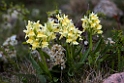Hyldegøgeurt.20130519_2749