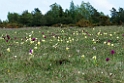 Hyldegøgeurt.20130519_2758