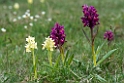 Hyldegøgeurt.20130519_2767