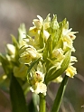 Hyldegogeurt.12maj2008_1932
