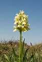 Hyldegogeurt_SWE5043